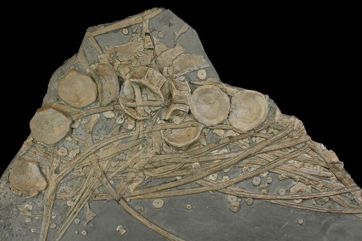 Plate Of Bones From Pregnant Ichthyosaur - With Babies Bones #144042